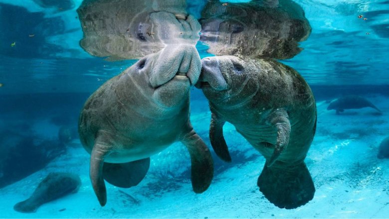 Огромные, но не опасные