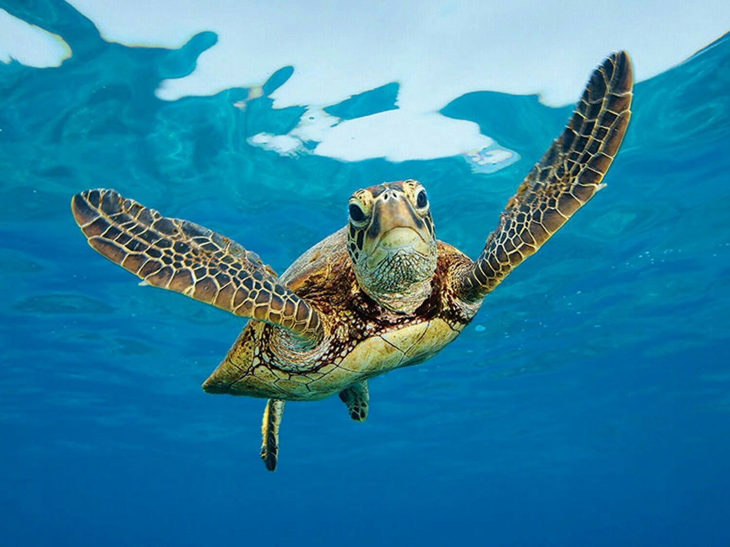 Черепашья ферма