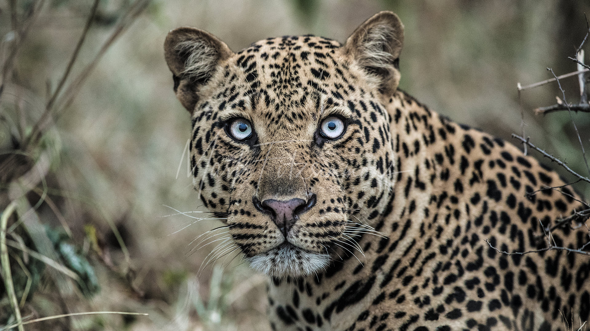 Редкий зверь